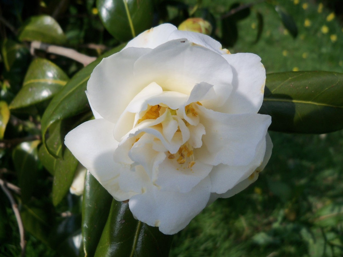 Camellia April 2015
